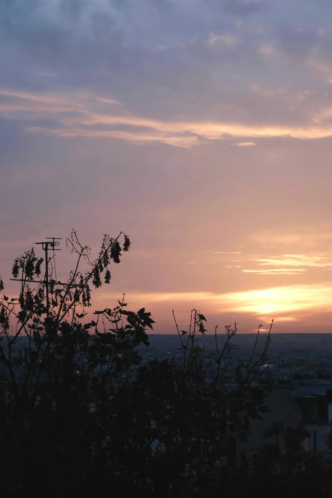 The sun going down over the sea, dark branches in front.