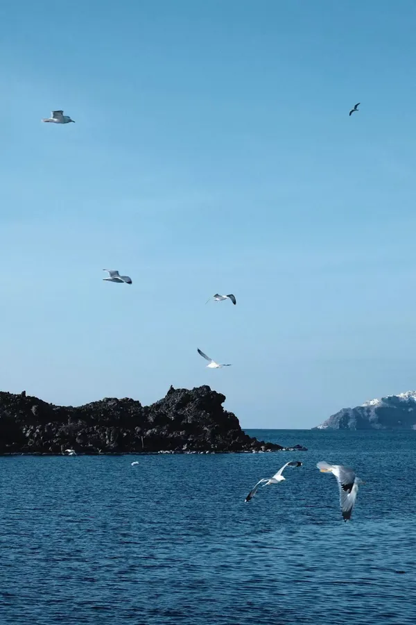 Gulls over a blue sea and a dark island.