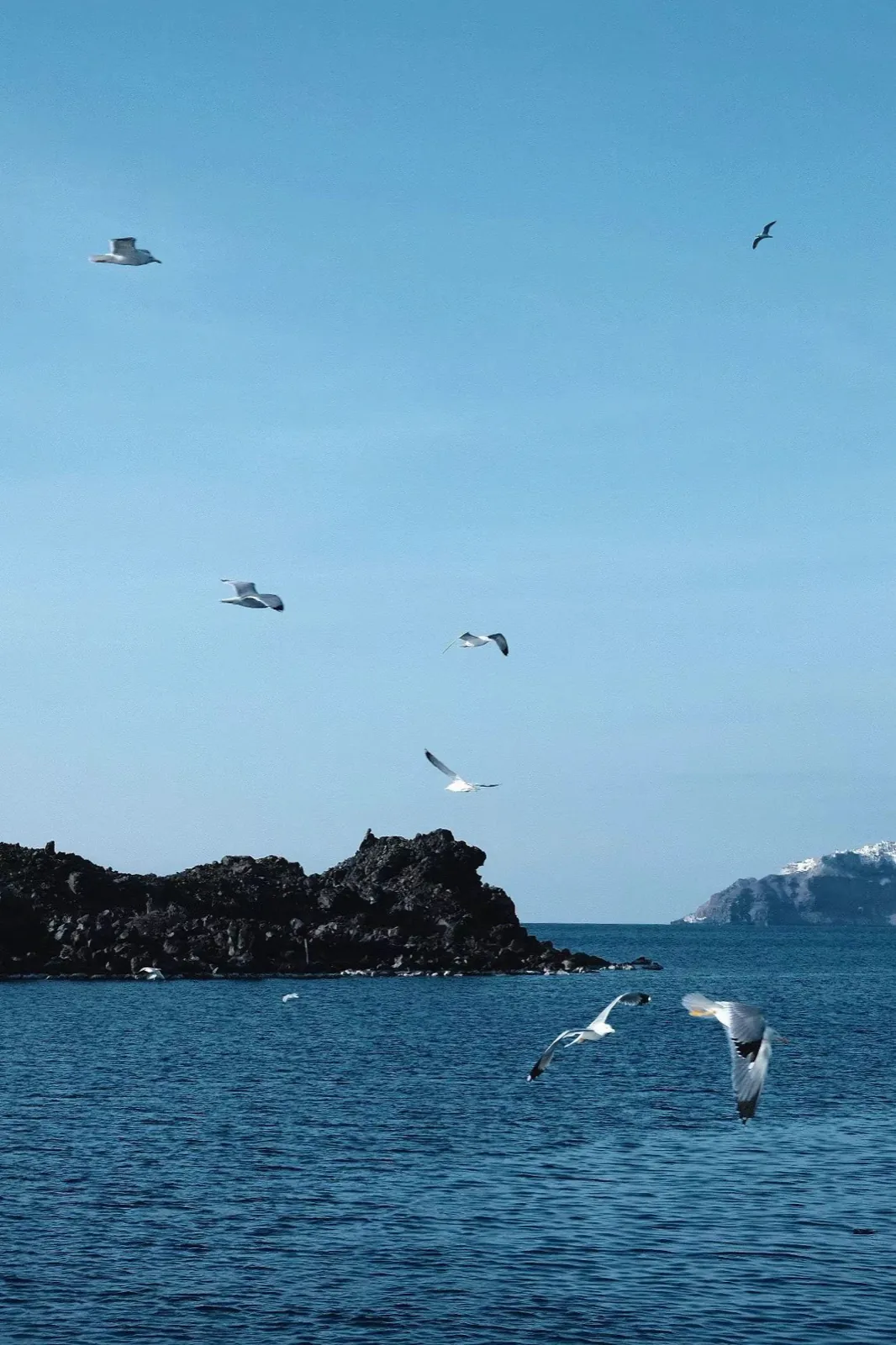 Gulls over a blue sea and a dark island.