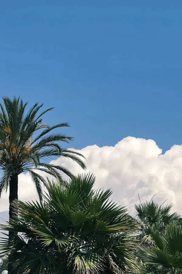 Palm fronds against a blue sky and a white cloud.