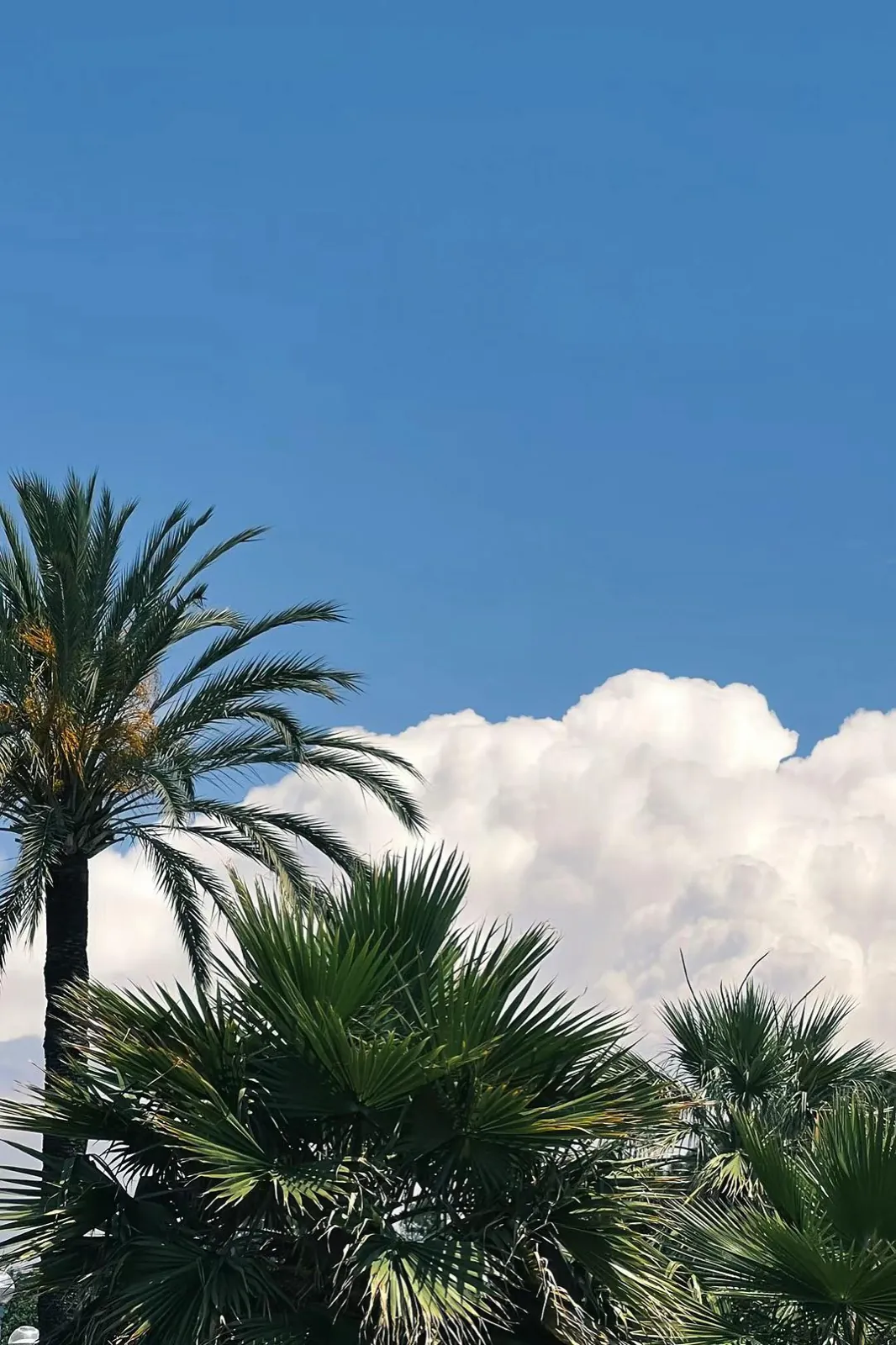Palm fronds against a blue sky and a white cloud.