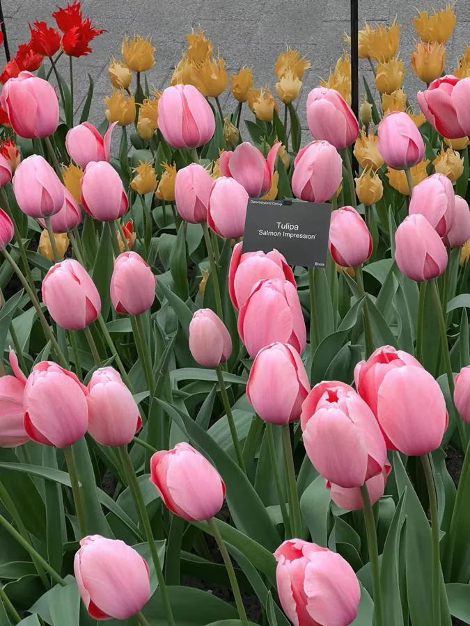 A bed of pink tulips.