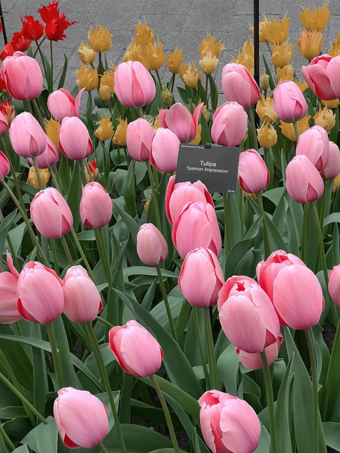 A bed of pink tulips.