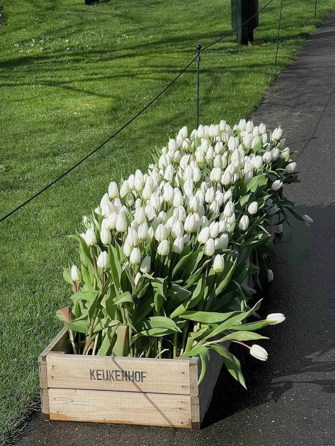 White tulips in a wooden crate.