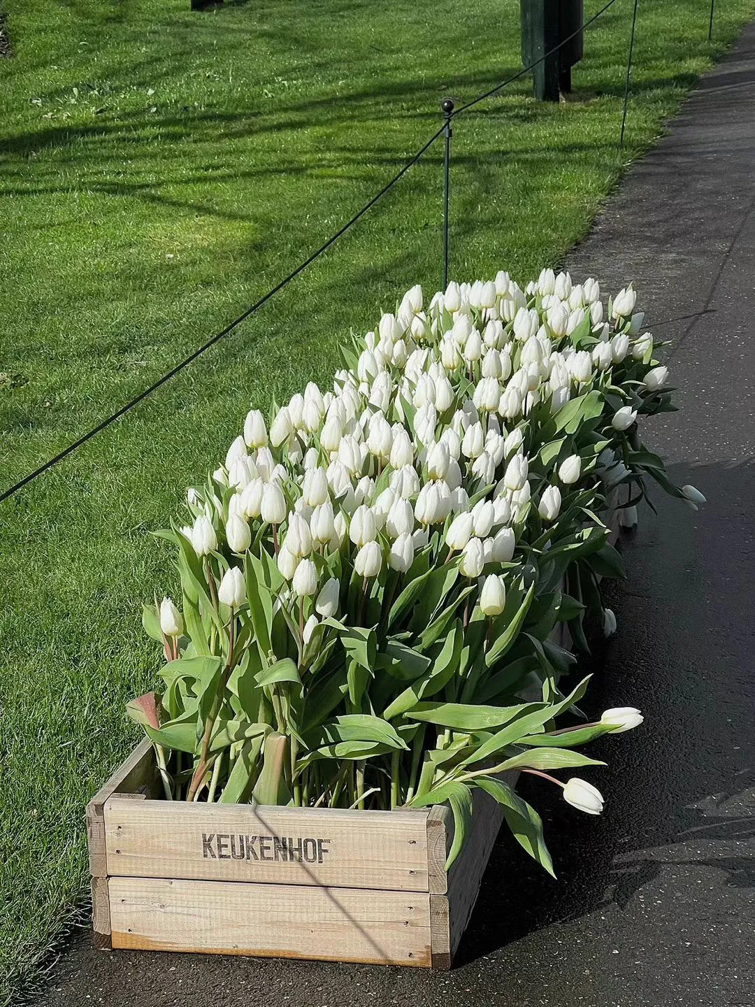 White tulips in a wooden crate.