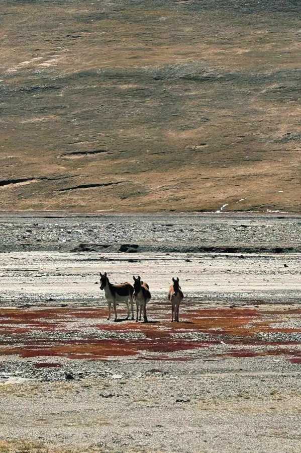 Three wild asses on a high plateau.