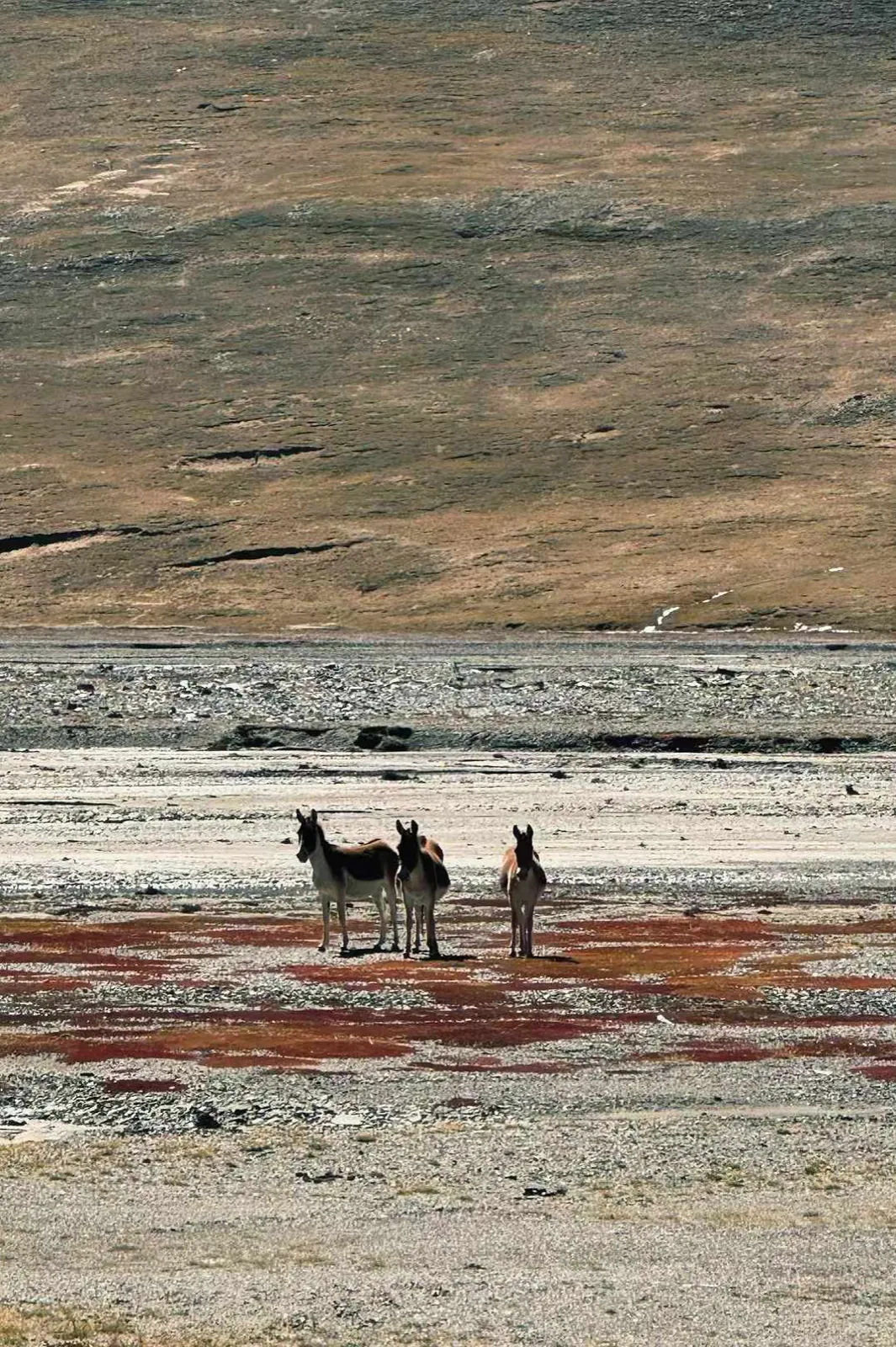 Three wild asses on a high plateau.