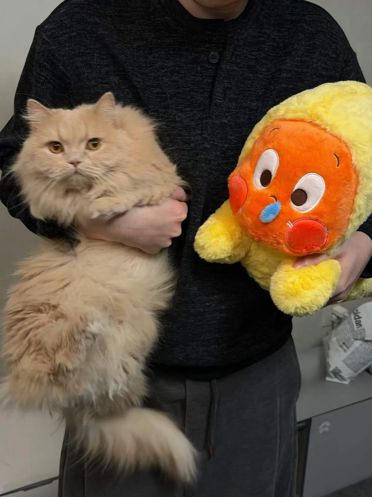 Migao held up to the camera, all cream fur and a very fluffy tail.