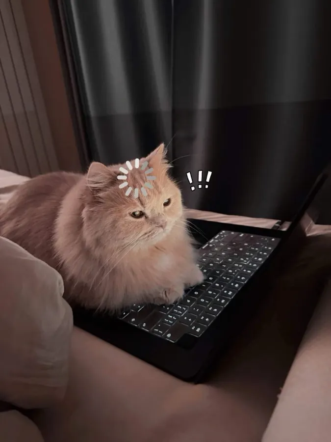 Migao lying across a laptop keyboard.