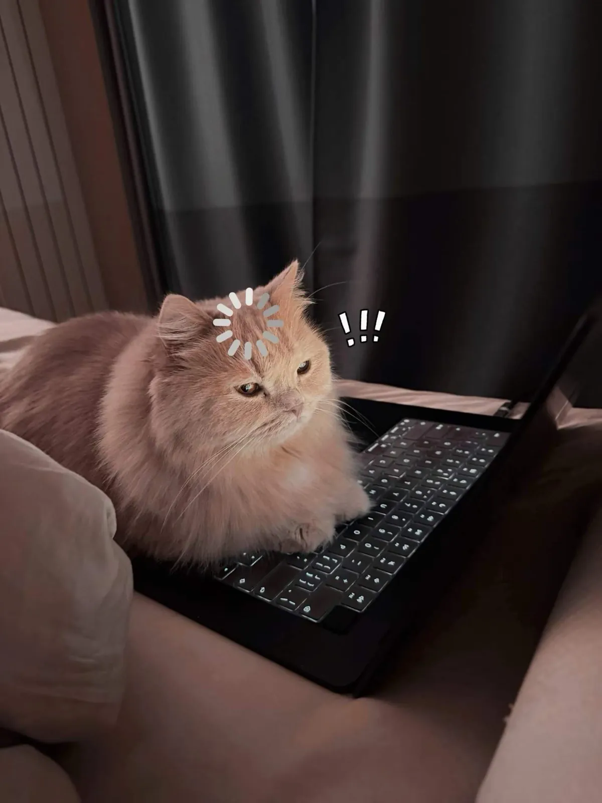 Migao lying across a laptop keyboard.