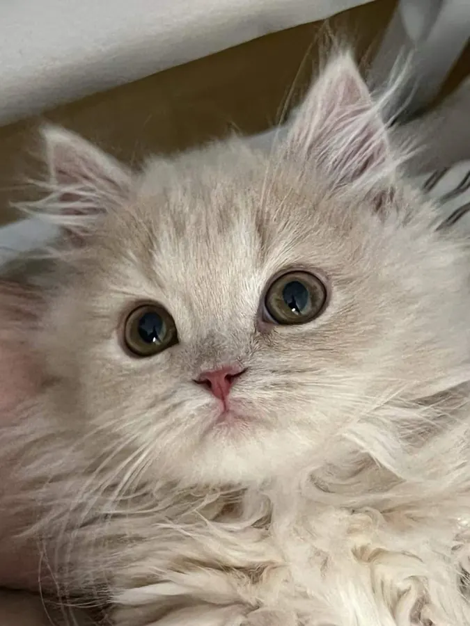 Kitten Migao, big eyes, looking up.
