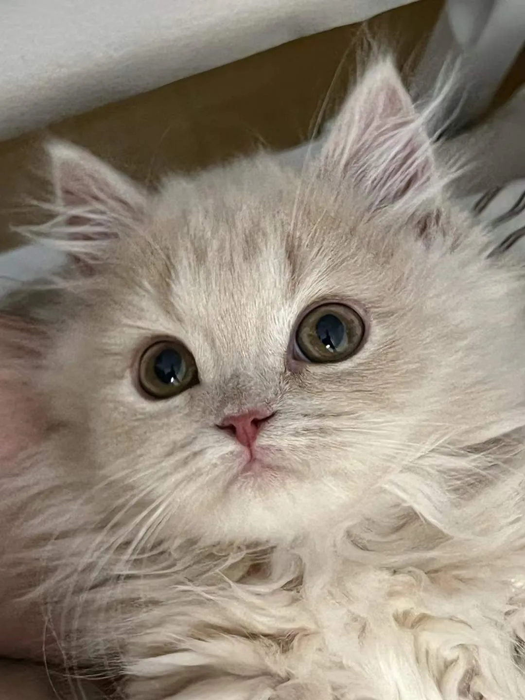 Kitten Migao, big eyes, looking up.