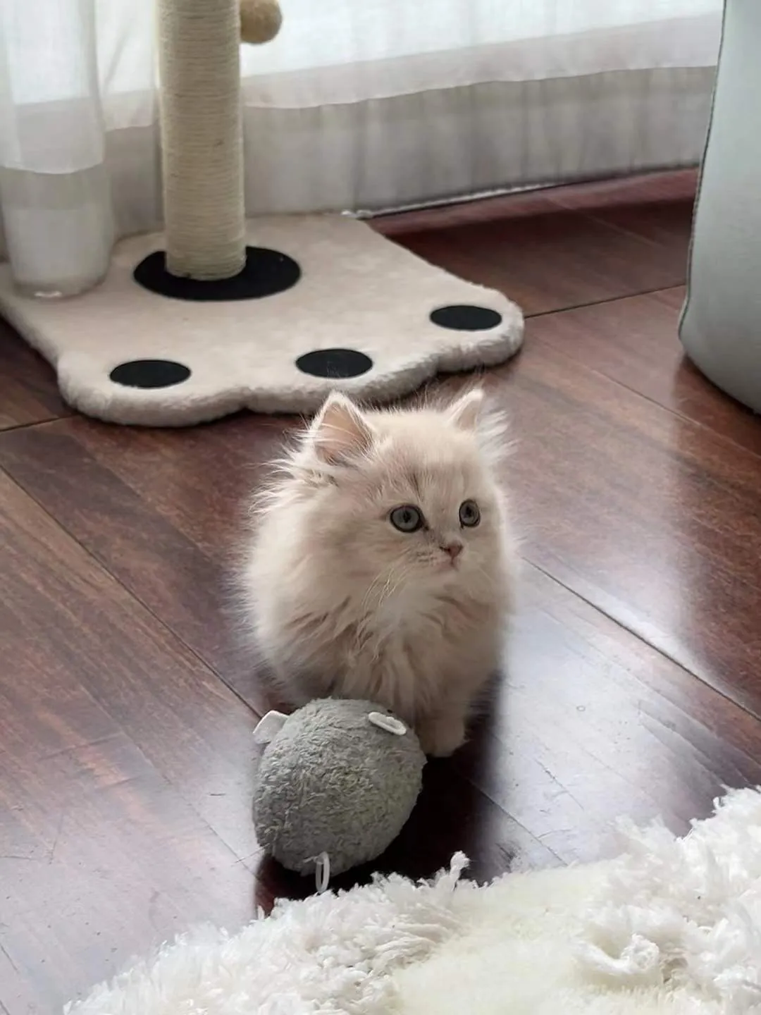 Migao as a kitten beside a toy mouse.