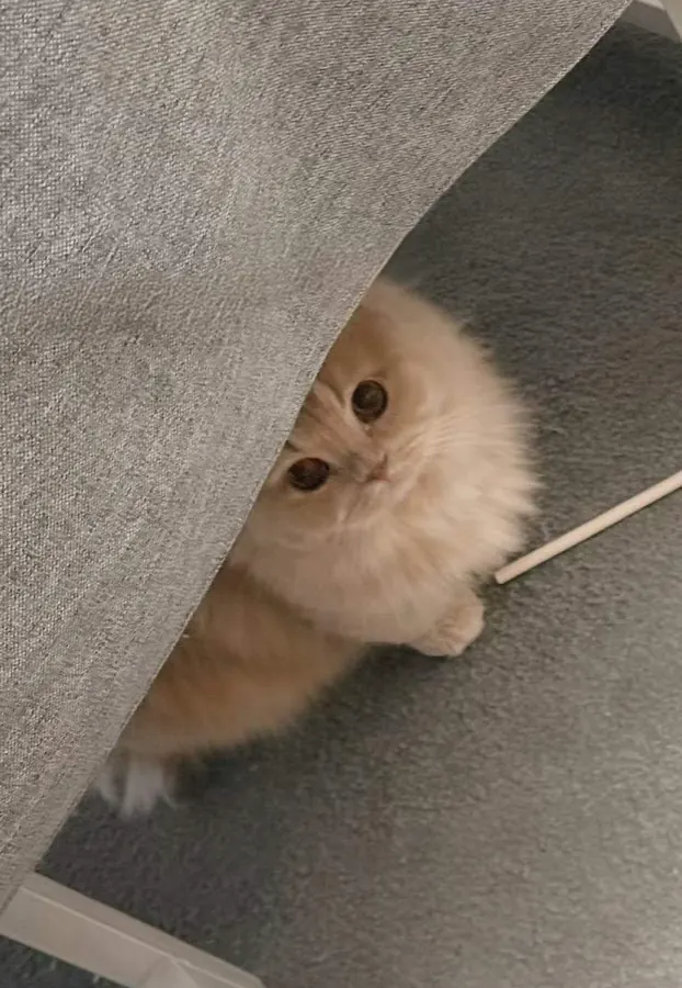 Migao peeking out from under a blanket.
