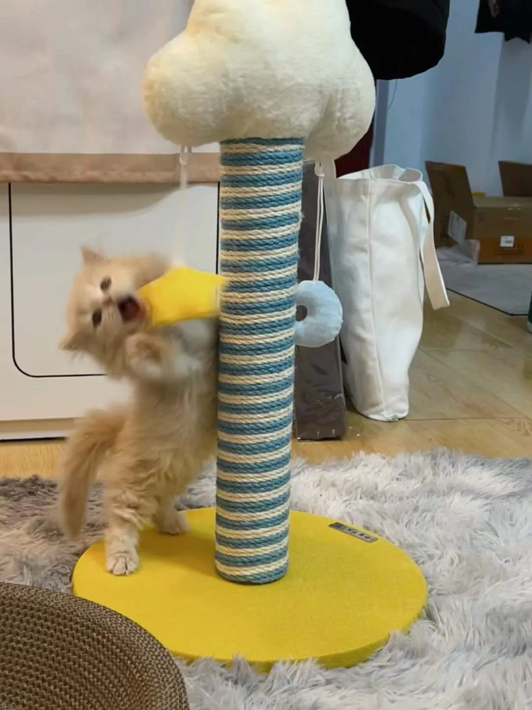 Kitten Migao biting a toy on a scratching post.