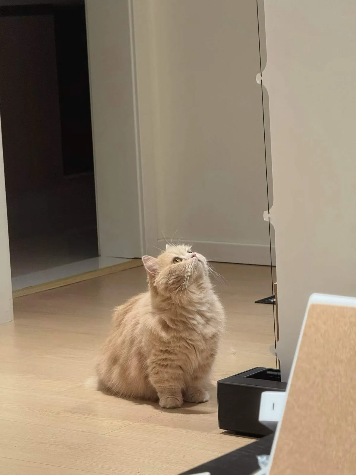 Migao sitting on short legs, looking up.