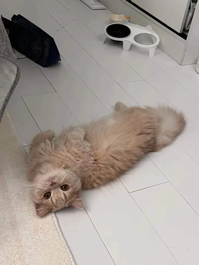Migao sprawled on the floor.