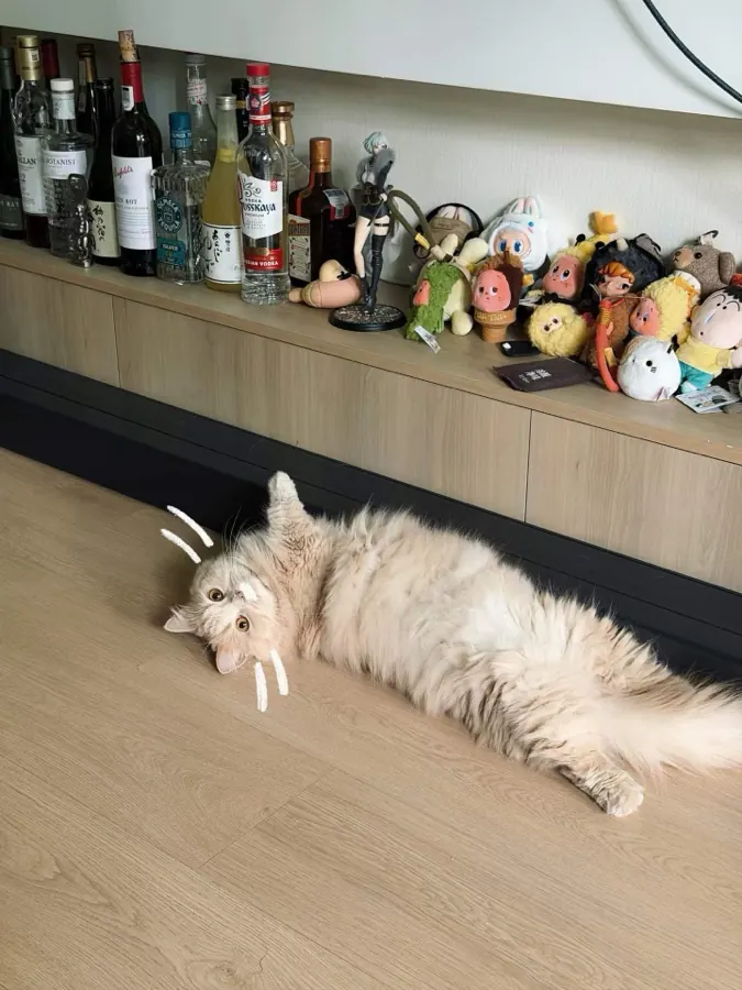 Migao stretched out on the floor in front of a shelf of toys.