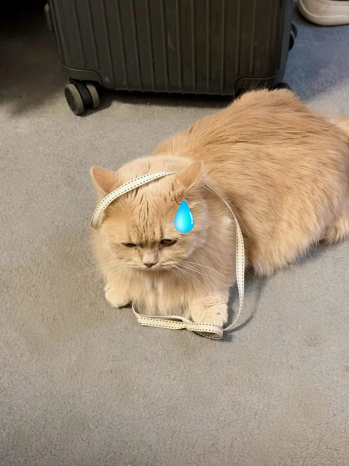 Migao with a tape measure on the head and a sweat drop.