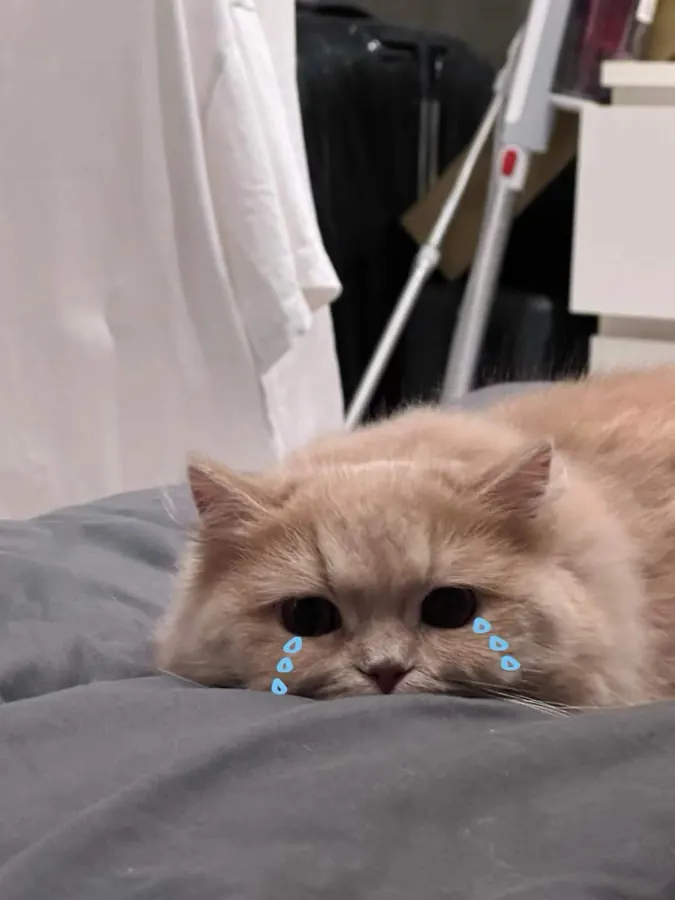 Migao on a pillow, with drawn-on tears.