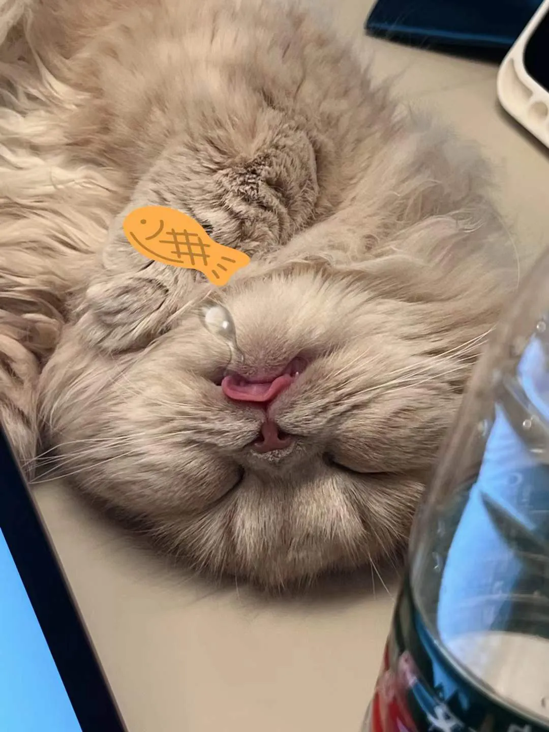 Migao asleep with the tip of a tongue out.