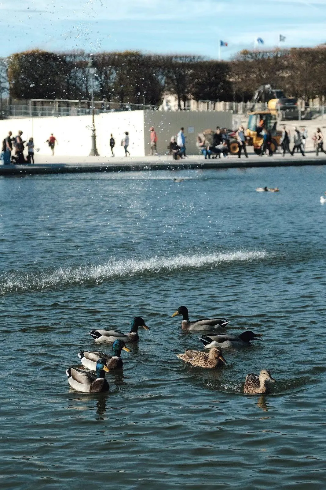 Ducks in a fountain pool.
