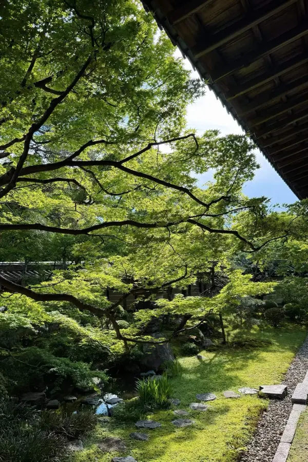 Maple branches over a moss garden, beside a temple roof.