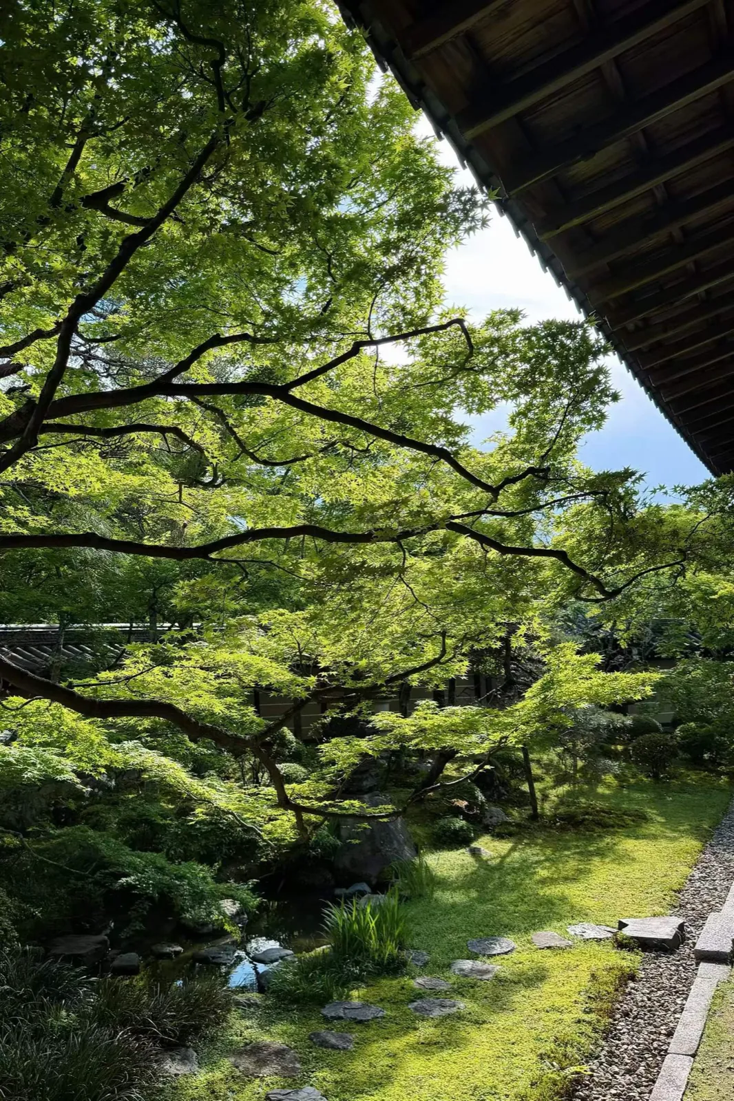 Maple branches over a moss garden, beside a temple roof.