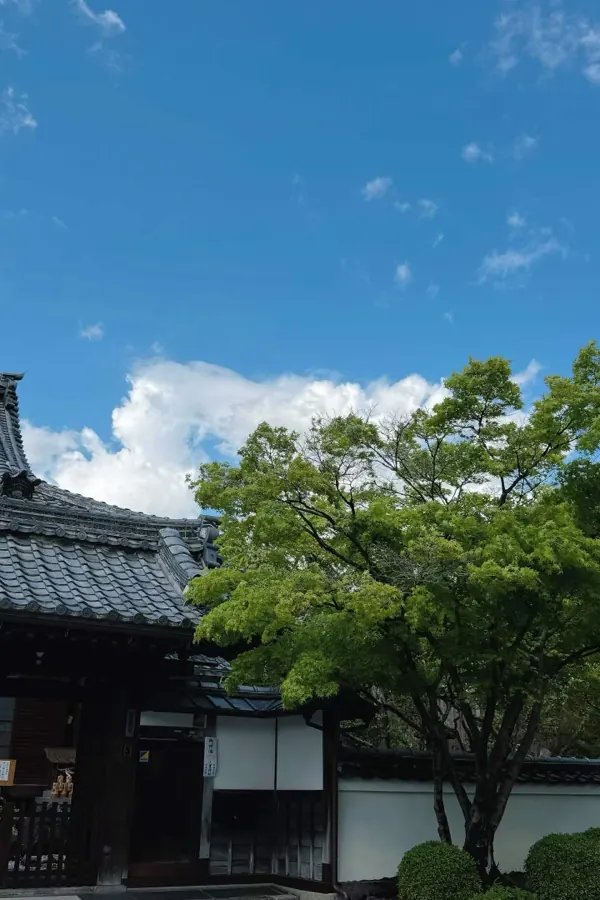 A temple roof and a green maple under a blue sky, in Japan.