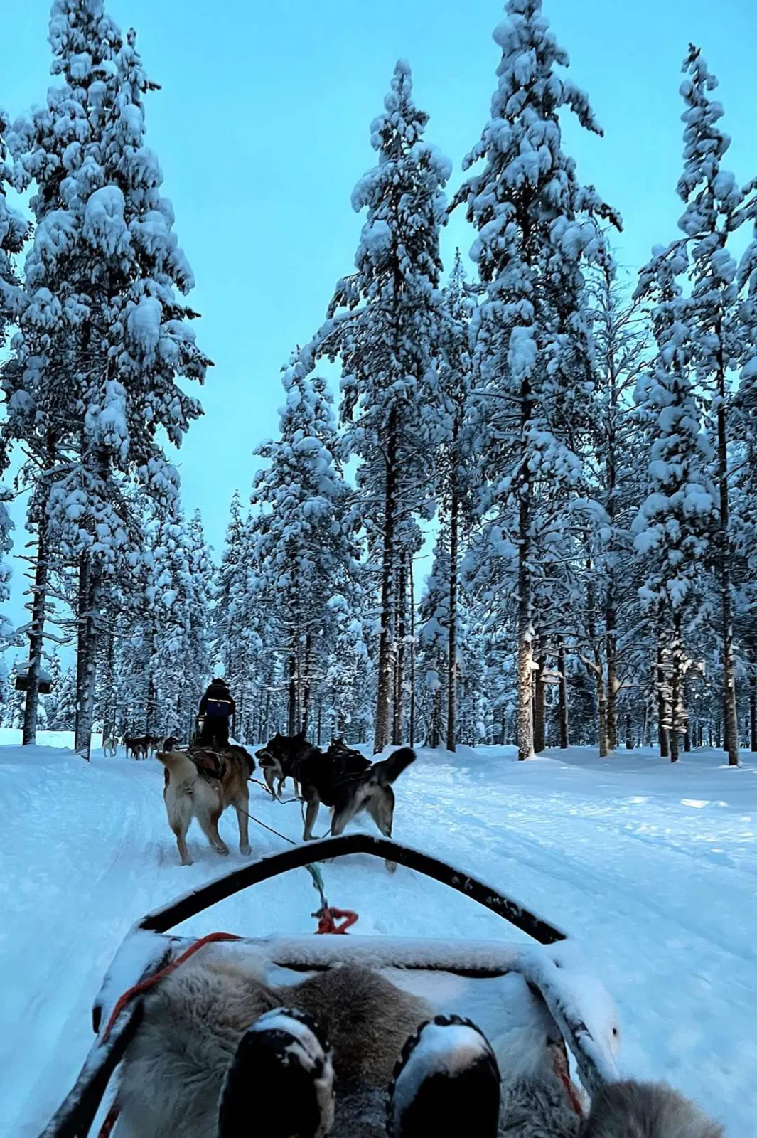 A husky sled through a snowy forest.