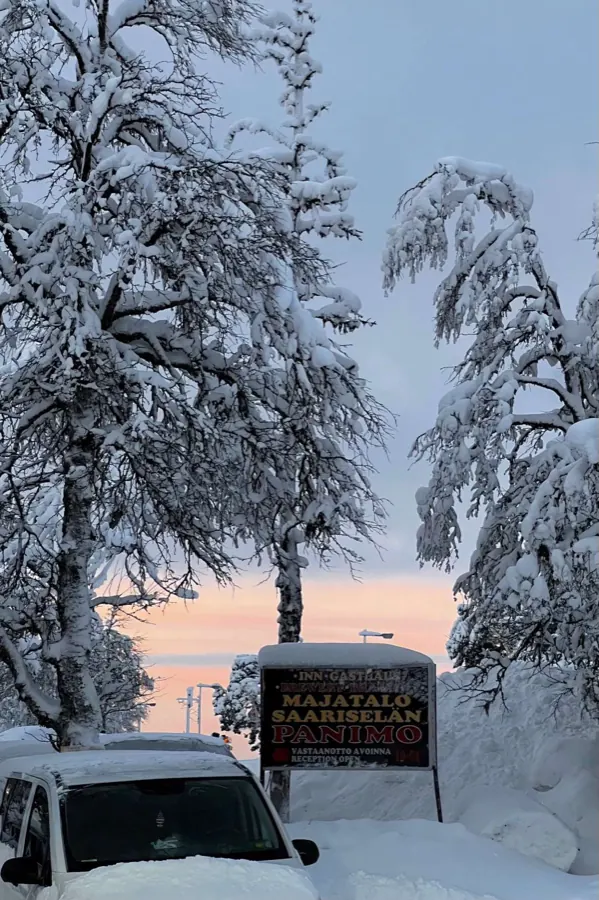Trees heavy with snow at sunset.